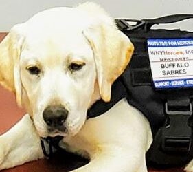 Pawsitive For Heroes Preps Next Generation of Service Dogs