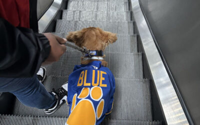 Meet Blue, the new Sabres dog 2023-24
