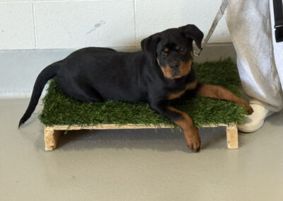 Black-and-tan Rottweiler lies relaxed on a green artificial turf platform against a white wall, leash attached, looking toward the camera.