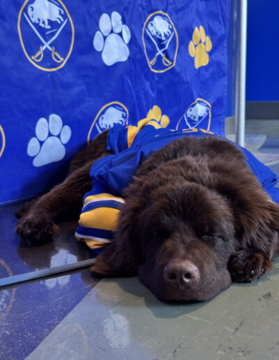 Mac, a fluffy brown Newfoundland puppy wearing a blue Buffalo Sabres jersey, sleeps peacefully on the floor in front of a blue backdrop covered in Sabres logos and yellow paw prints.